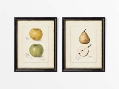 Apples & Pears II (Set of Two) Vintage Art Prints