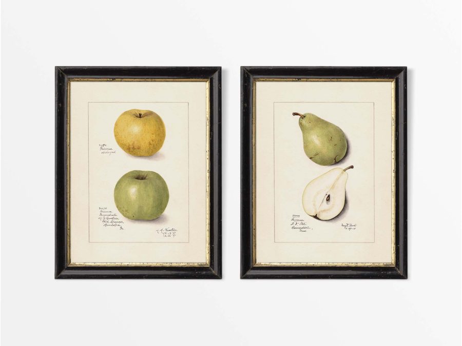 Apples & Pears (Set of Two) Vintage Art Prints