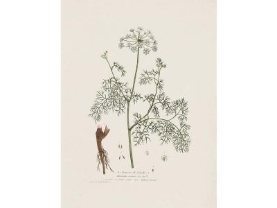Athamanta cretensis Vintage Art Print