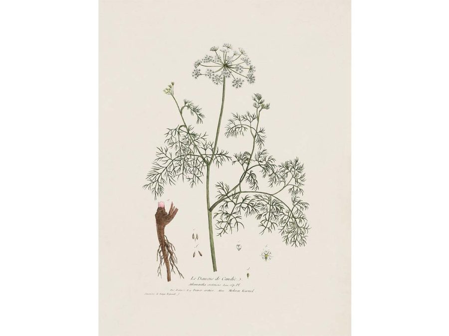 Athamanta cretensis Vintage Art Print