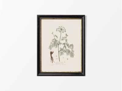 Athamanta cretensis Vintage Art Print