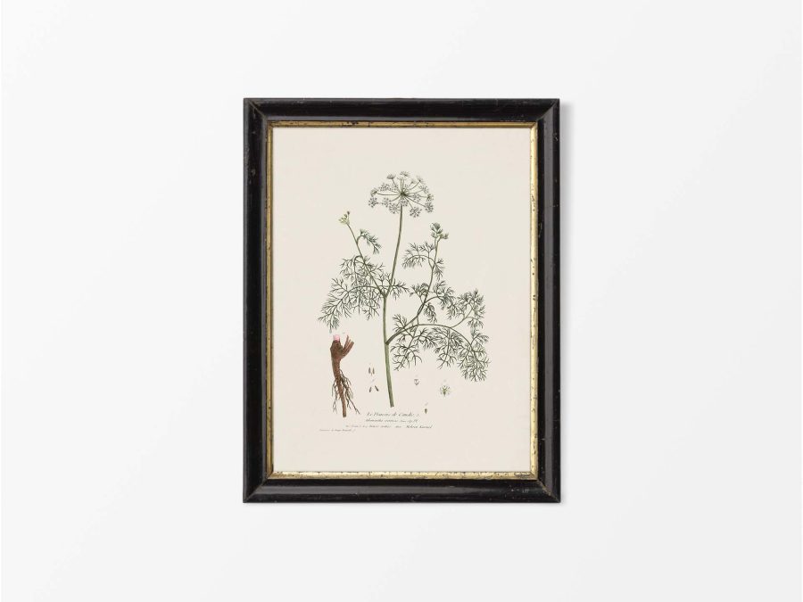 Athamanta cretensis Vintage Art Print