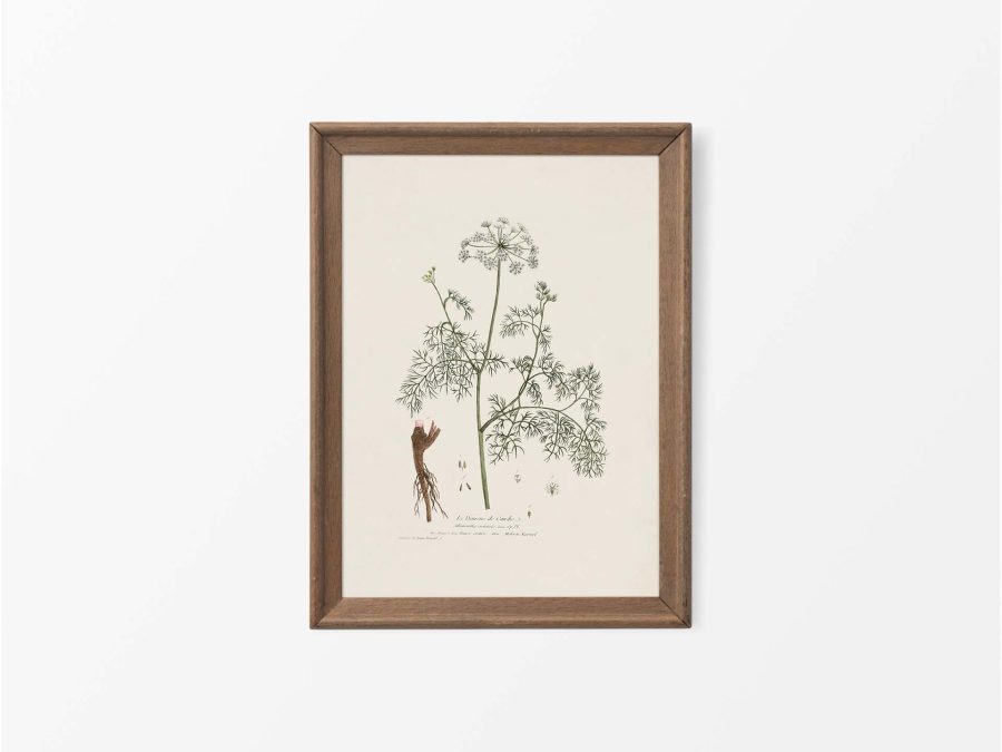 Athamanta cretensis Vintage Art Print