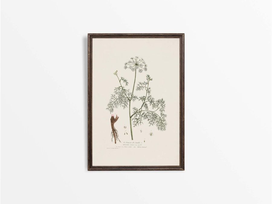 Athamanta cretensis Vintage Art Print