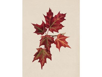 Autumn Leaves I Vintage Art Print