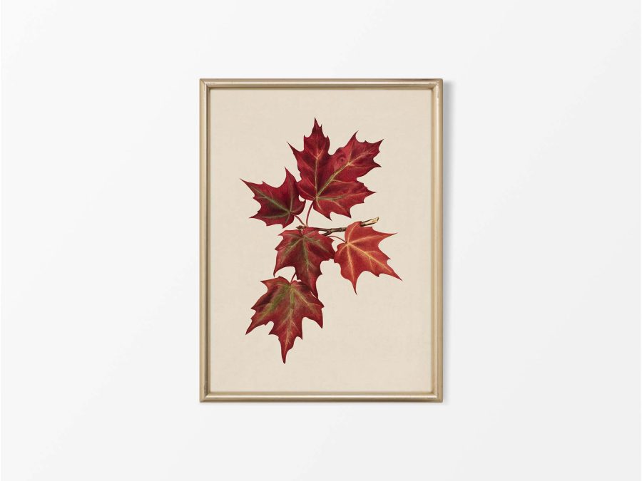 Autumn Leaves I Vintage Art Print
