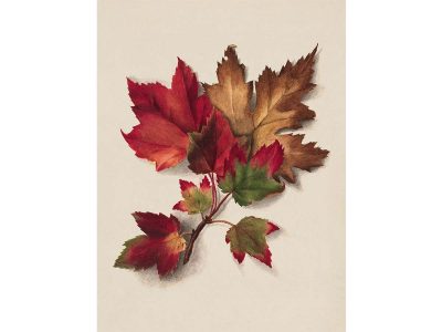 Autumn Leaves III Vintage Art Print