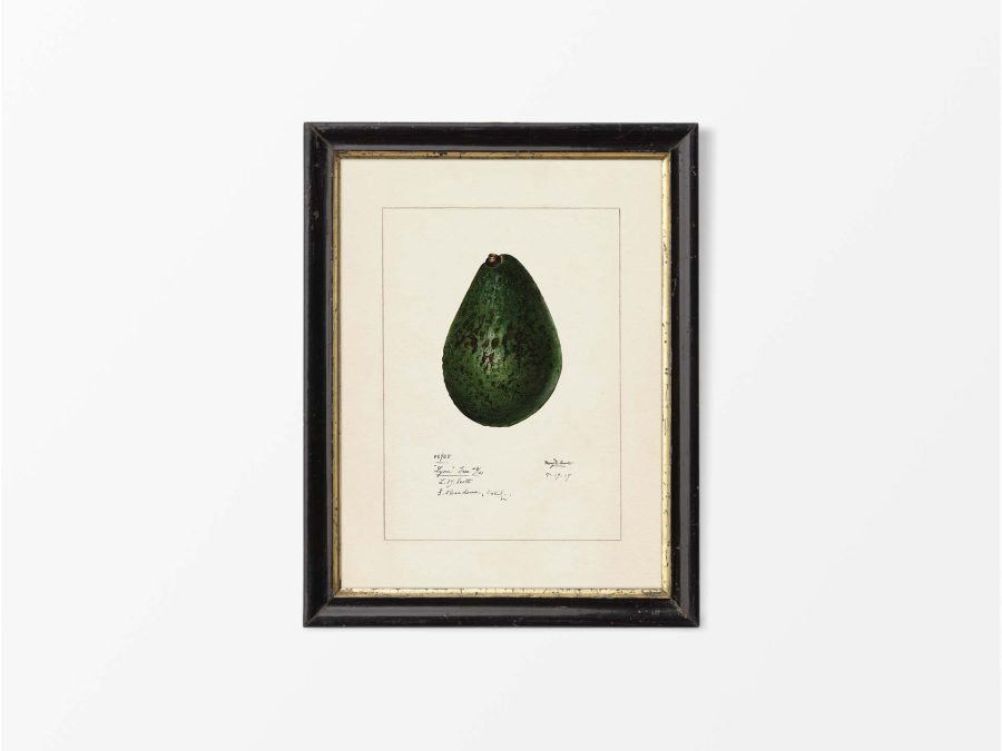 Avocado Vintage Art Print