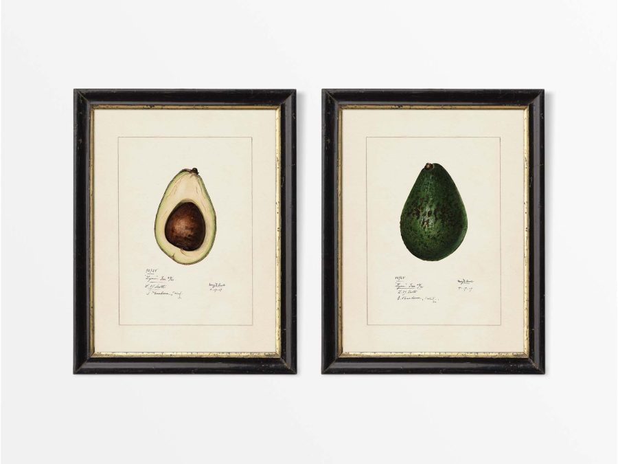 Avocados (Set of Two) Vintage Art Prints