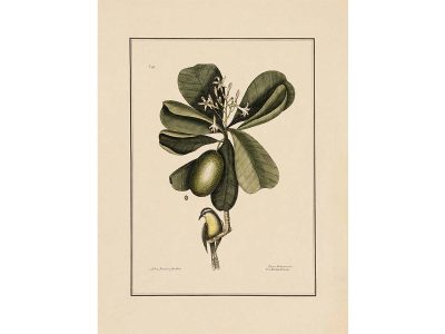 Bahama Titmouse Vintage Art Print