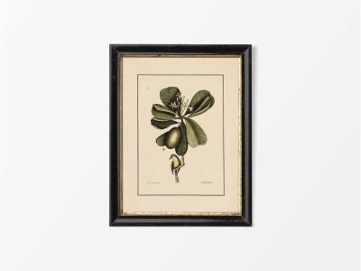 Bahama Titmouse Vintage Art Print