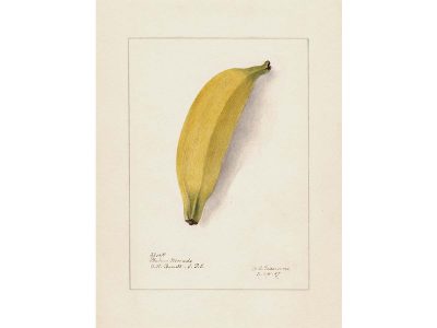 Banana Vintage Art Print