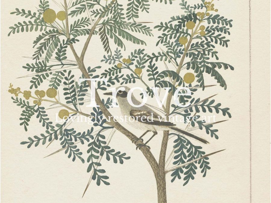 Bird in Tree Vintage Art Print