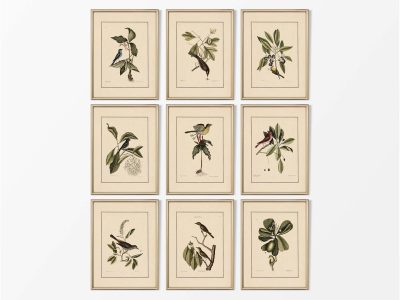 Birds II (Set of Nine) Vintage Art Prints