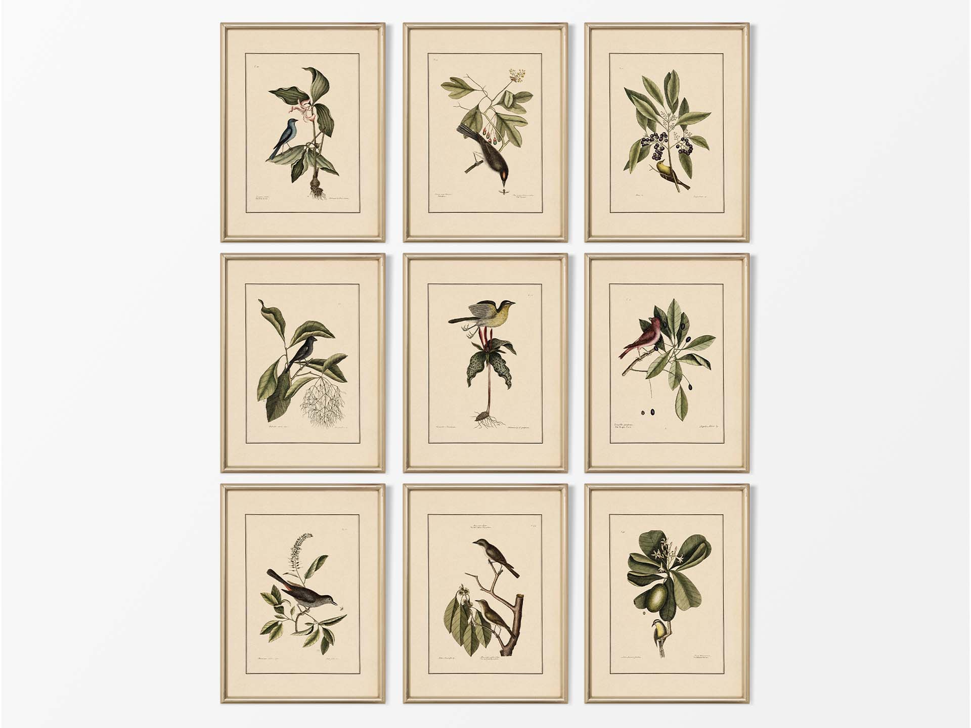 Birds II (Set of Nine) Vintage Art Prints