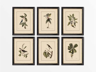 Birds II (Set of Six) Vintage Art Prints