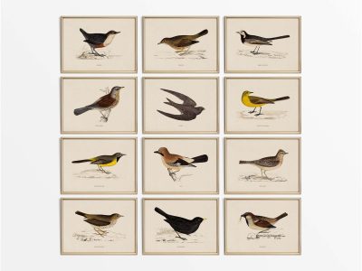 Birds II (Set of Twelve) Vintage Art Prints
