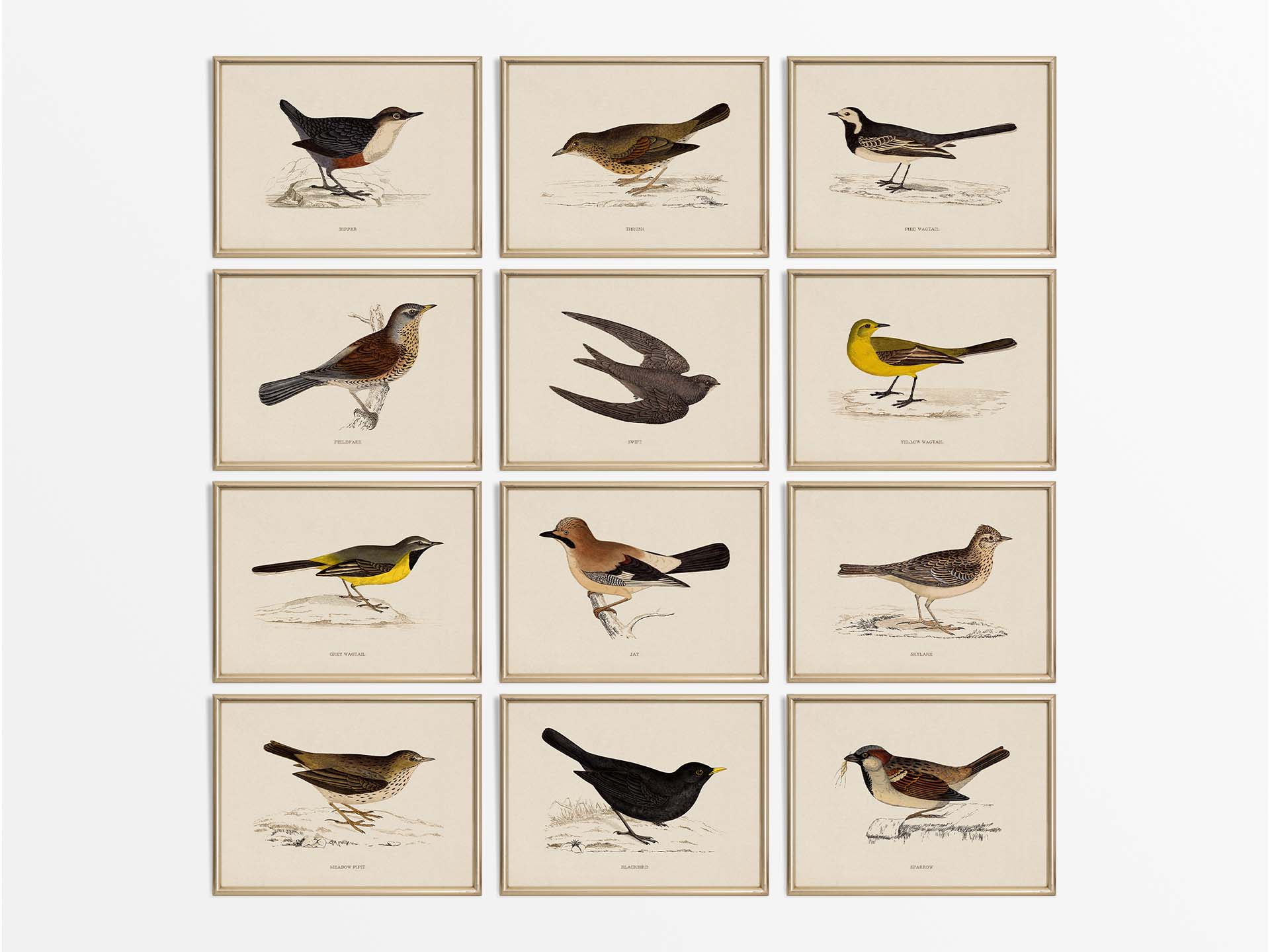 Birds II (Set of Twelve) Vintage Art Prints