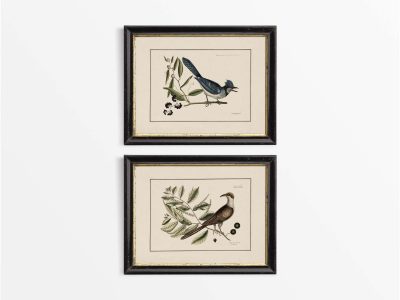 Birds II (Set of Two) Vintage Art Prints