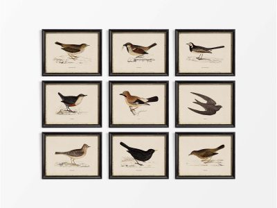 Birds III (Set of Nine) Vintage Art Prints