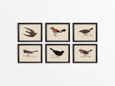 Birds III (Set of Six) Vintage Art Prints