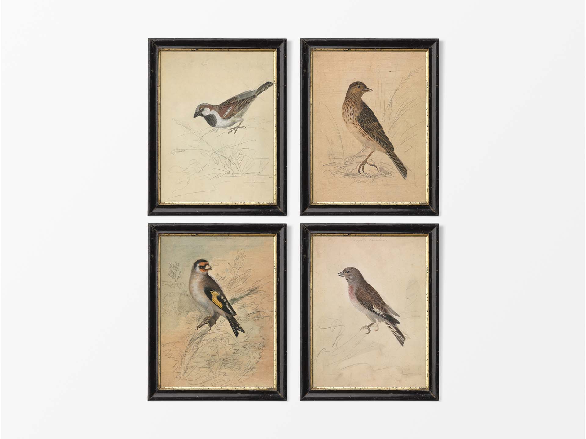 Birds IV (Set of Four) Vintage Art Prints