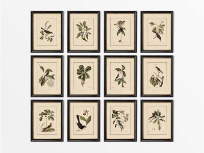 Birds (Set of Twelve) Vintage Art Prints
