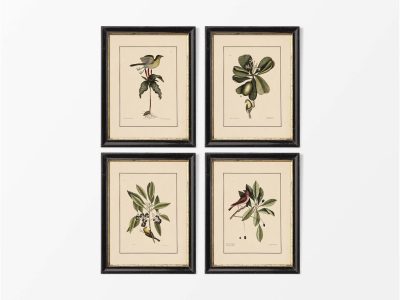 Birds V (Set of Four) Vintage Art Prints