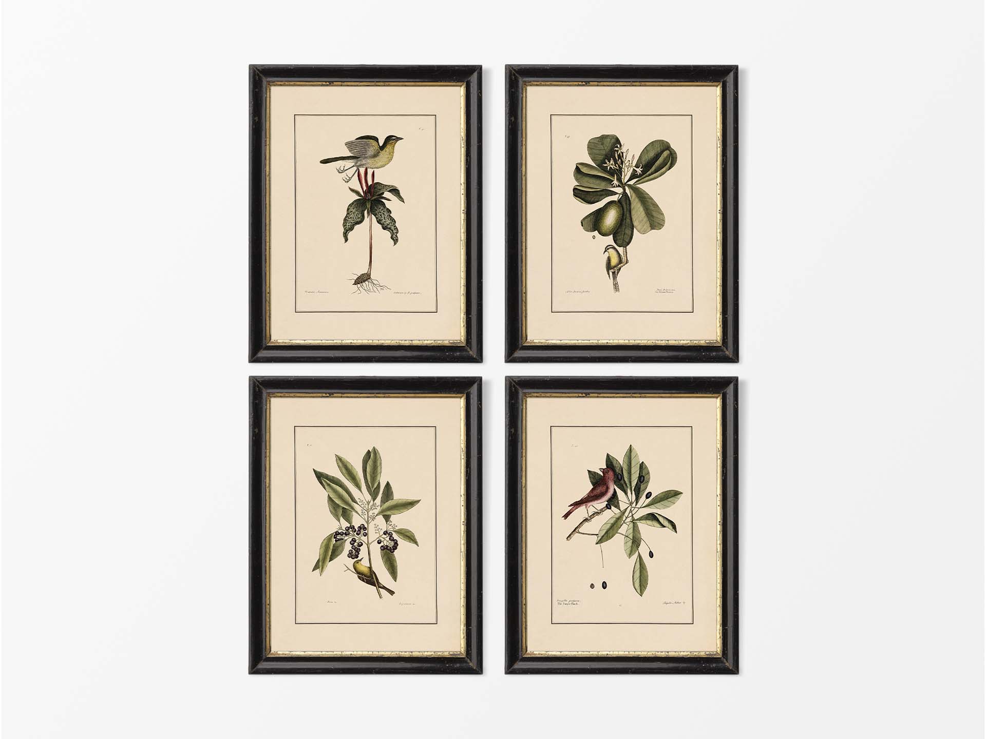 Birds V (Set of Four) Vintage Art Prints