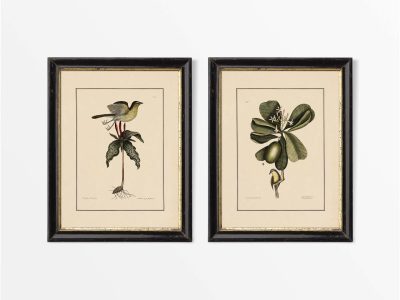 Birds V (Set of Two) Vintage Art Prints