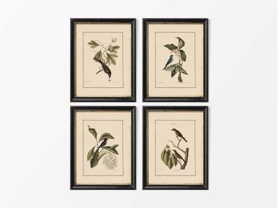 Birds VI (Set of Four) Vintage Art Prints