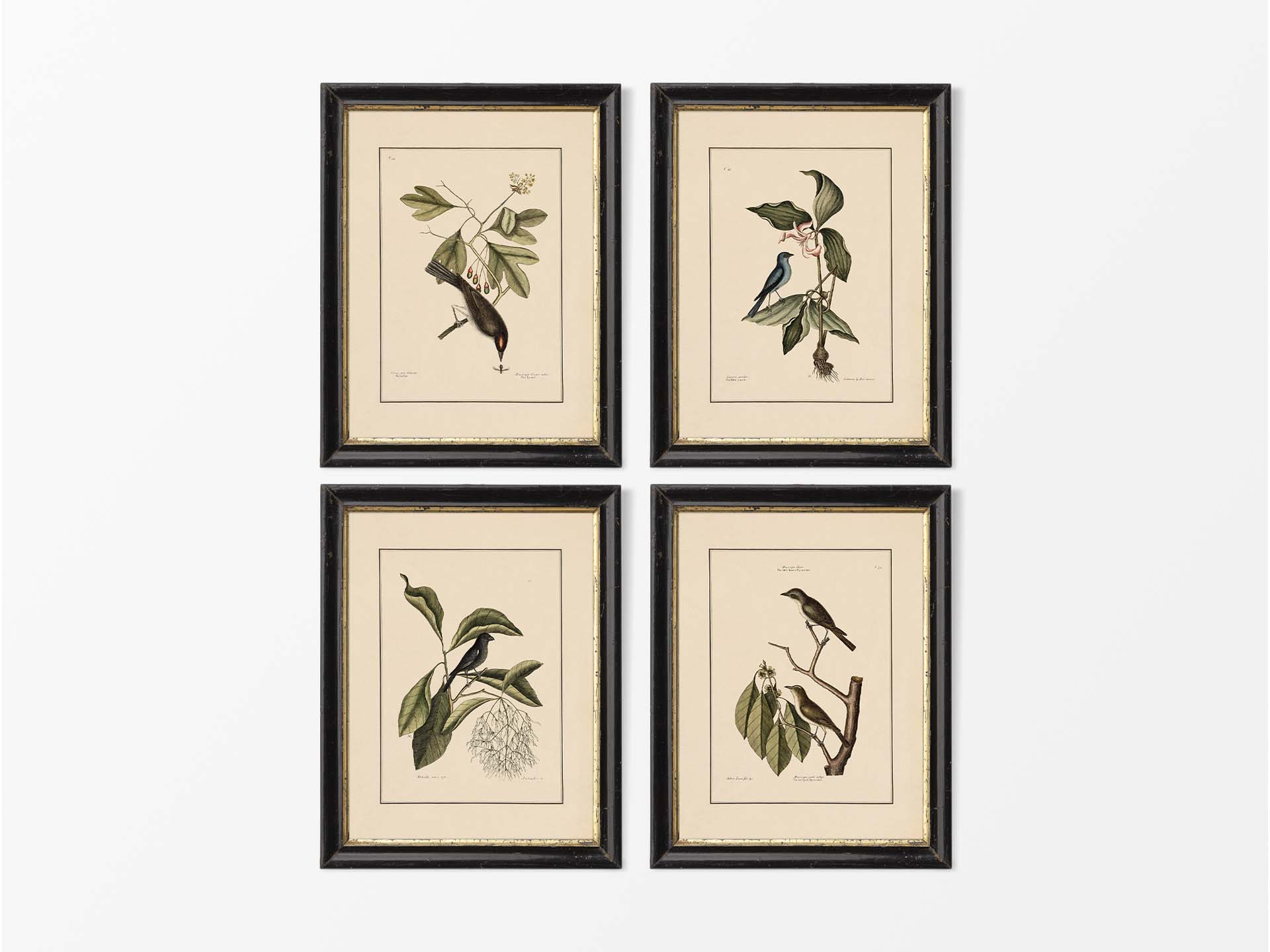 Birds VI (Set of Four) Vintage Art Prints