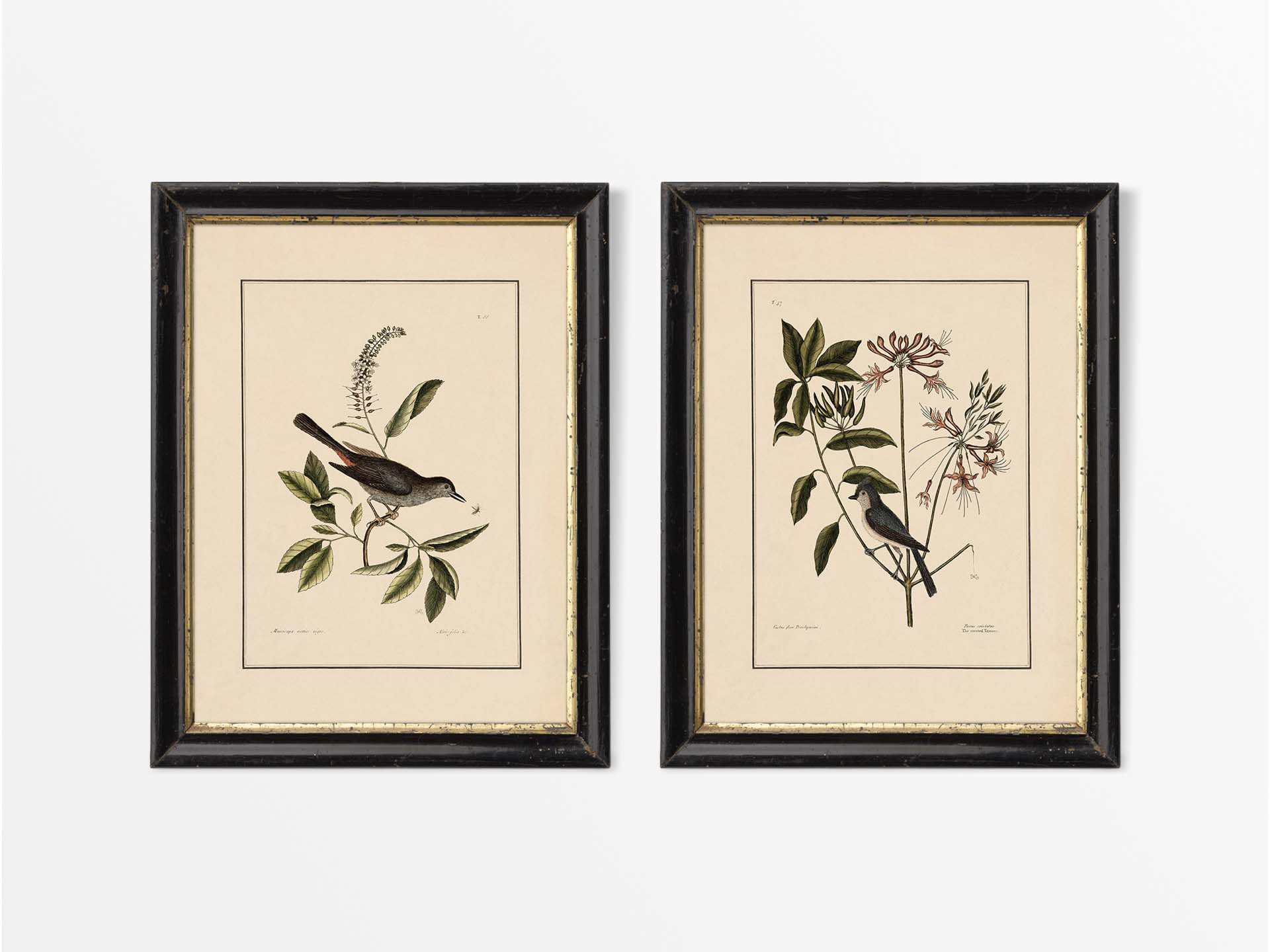 Birds VI (Set of Two) Vintage Art Prints