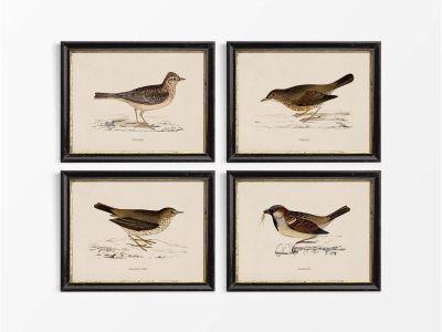 Birds VII (Set of Four) Vintage Art Prints