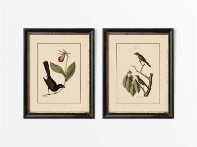 Birds VII (Set of Two) Vintage Art Prints