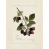 Blackberries