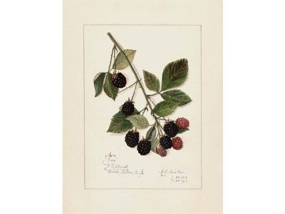 Blackberries Vintage Art Print