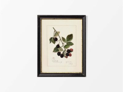 Blackberries Vintage Art Print