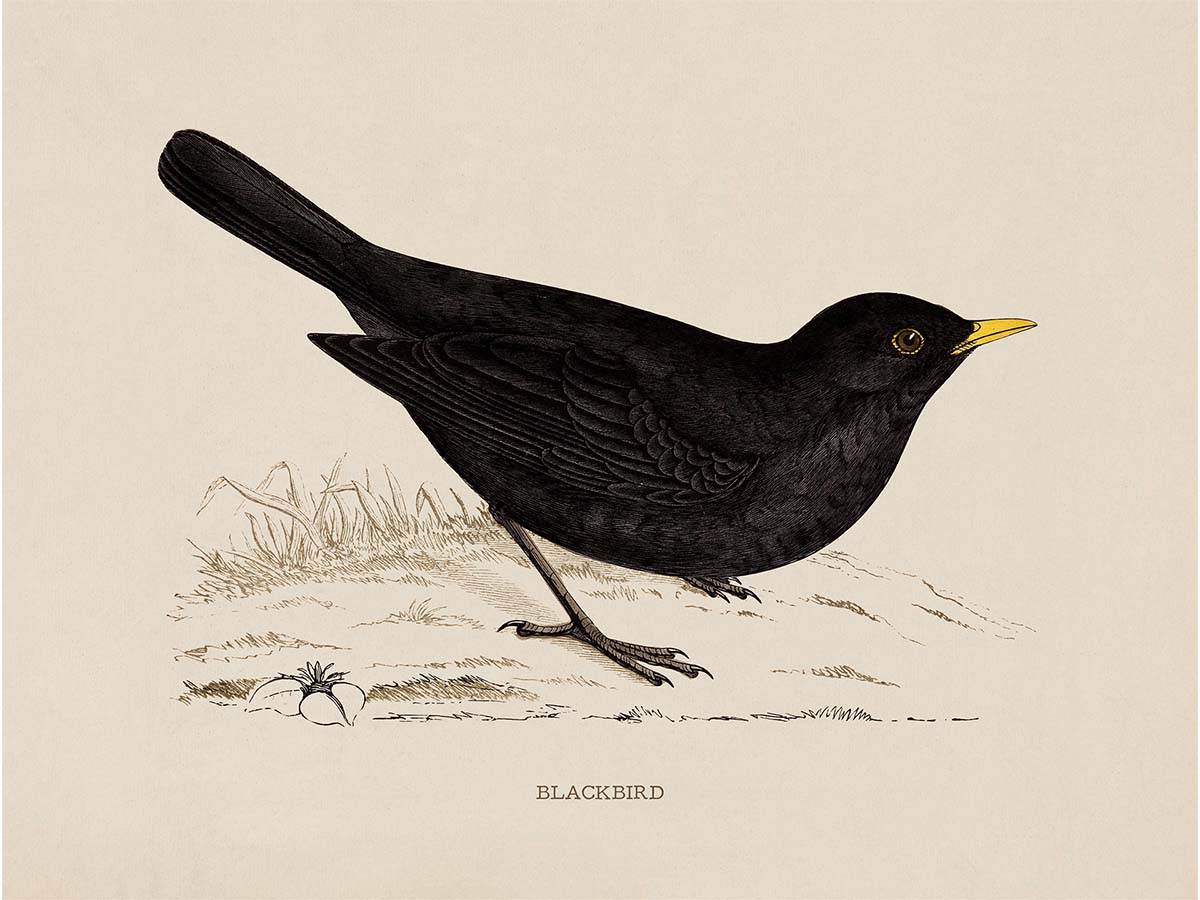 Blackbird Vintage Art Print