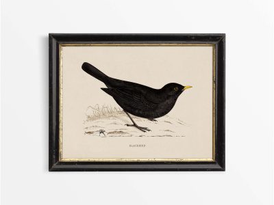 Blackbird Vintage Art Print