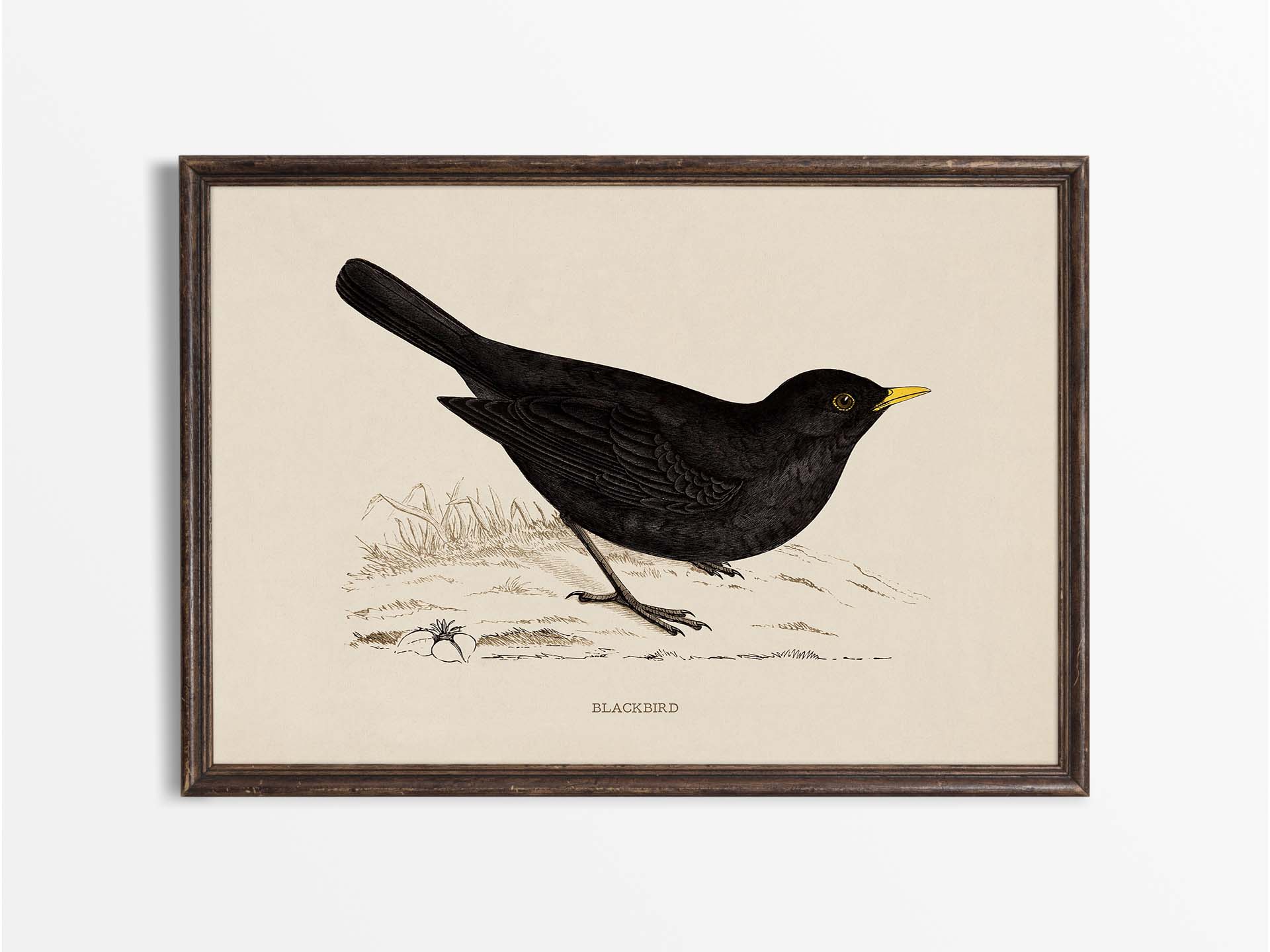 Blackbird Vintage Art Print
