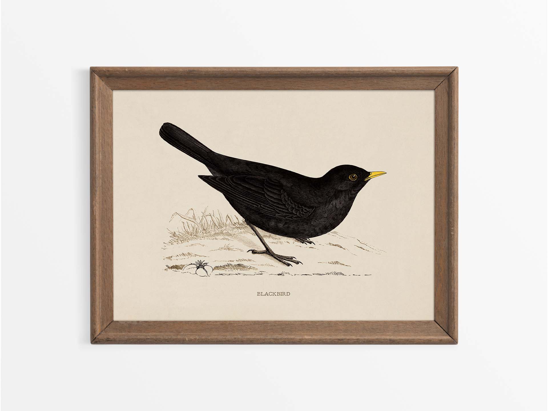 Blackbird Vintage Art Print
