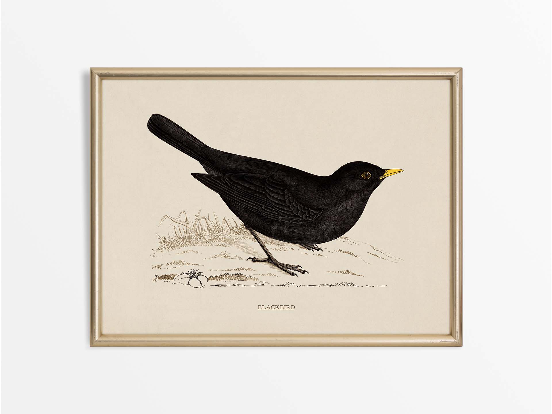 Blackbird Vintage Art Print