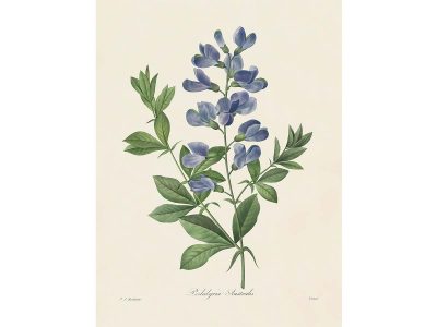 Blue False Indigo Vintage Art Print