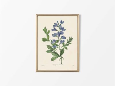 Blue False Indigo Vintage Art Print
