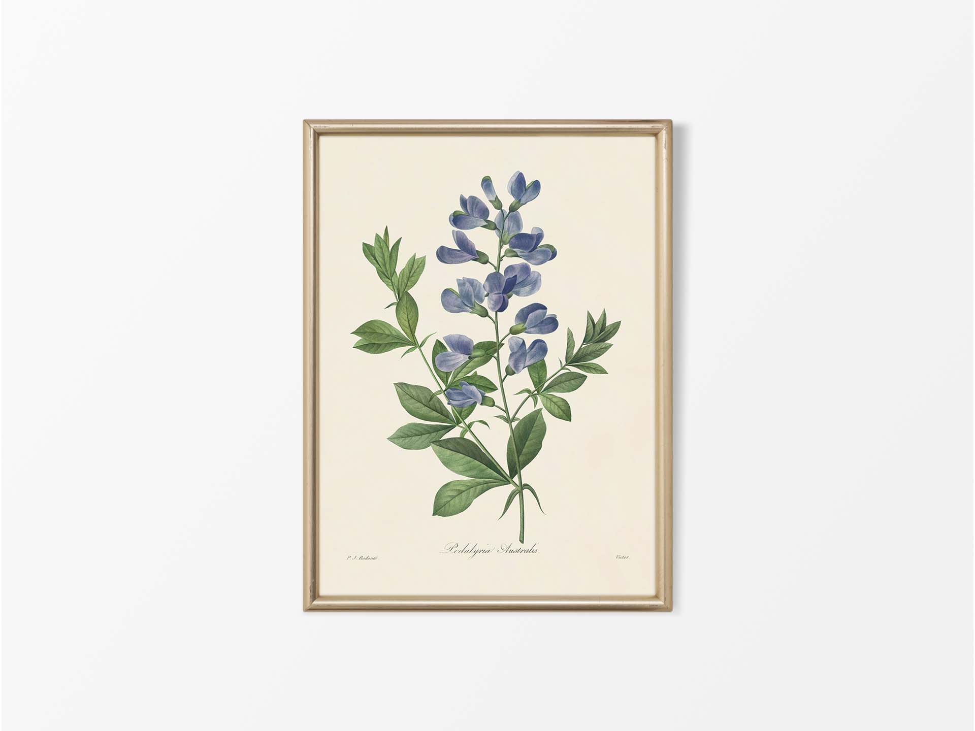 Blue False Indigo Vintage Art Print