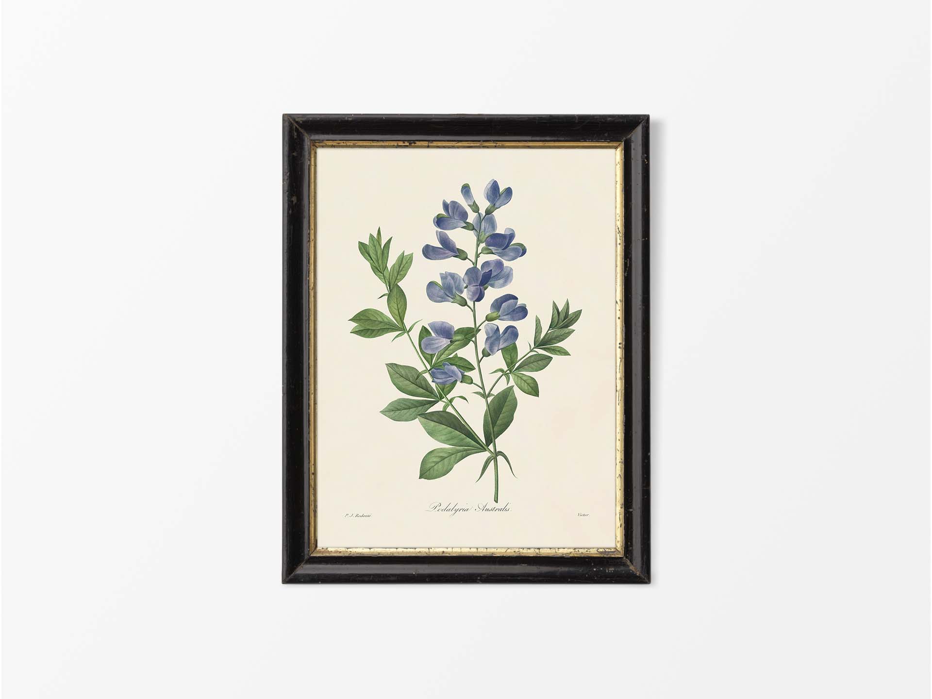 Blue False Indigo Vintage Art Print