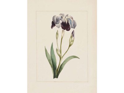 Blue Iris Vintage Art Print