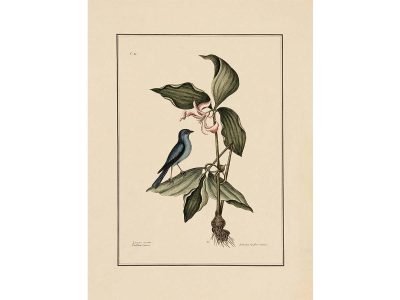 Blue Linnet Vintage Art Print