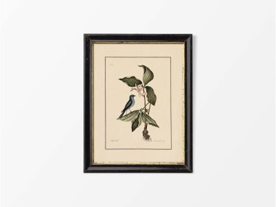 Blue Linnet Vintage Art Print